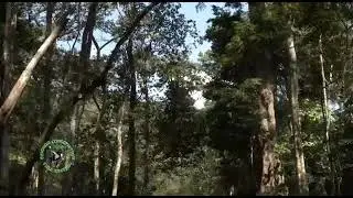 The Chimpanzees of Budongo Forest by Daniel and BCFS