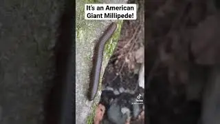 The American Giant Millipede.  I never get tired of seeing these guys.