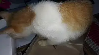 Что ищет кошка?