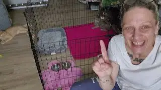 Emergency Cat Rescue, Cat Introductions Part 3 | Life With 18 Cats