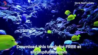 Relaxing Coral Reef Lullaby - Soothing Instrumental Music for Sleep & Meditation | Shrimp Future