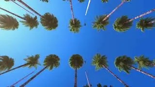 Quiet Drive with Palm Trees | Relax | Fall Asleep | Meditation Sounds | Goes Dark after 20 Minutes
