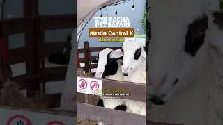 😍 บุกตะลุยโลกซาฟารี Si Racha Pet Safari 👀🔍 #เซ็นทรัลศรีราชา