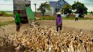 Life in Vietnam: raising migratory ducks is a way for farmers to live peacefully