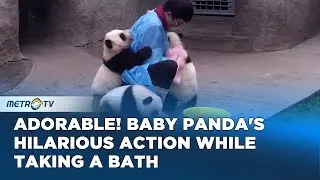 Chengdu's Baby Panda's Bathing Behavior In The Spotlight