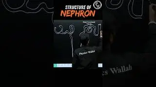 Structure of Nephron Diagram🧠 #pwenglish #science #biology