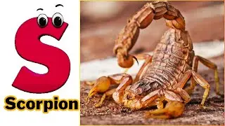 100 Insects and Spiders for Kids | Learn 100 Different Arthropods Names for Kids