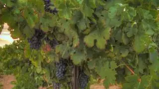 Napa Wine Tours