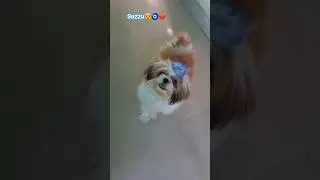 Suzzu😍🧿❤️#trending #shorts #love #pets #cute 🐶#dog #music #song  @theartcreation_offical