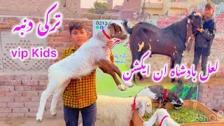 Lal Badshah in Action 🔥 | New For sale Goats at Barkat Farm 🐐