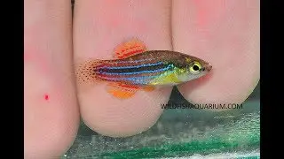 Expedition Cubanichthys cubensis