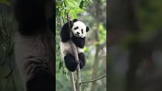 Медведь, обладающий признаками енота. Панда