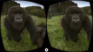360 videos ! The Ellen Fund Presents Gorillas in VR 3D