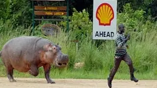 Animals Hate Humans
