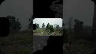 24 hour challenge in jungle #short #viralshorts