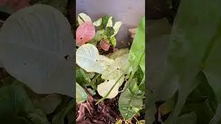 Backyard garden - various   Syngonium  #کلیپ_ایرانی #کلیپ #باغچه #garden #houseplants 