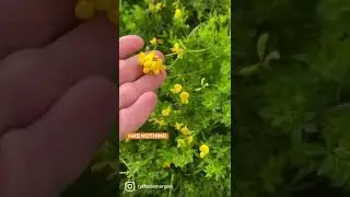 Why is it called Bird&rsquo;s Foot Trefoil?