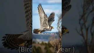Birds of the year #news #falcon  #birdsoftheworld #shorts