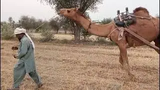 Beautiful camel in the field of village areas happy and healthy with Friend 