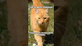 Top 10 Most Popular Female Cat Names with Meaning 😺#cat #catlover #catshorts #top10