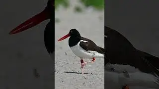 American oyster catcher #shorts