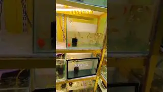 Видеоблог за день 💥 эпизод 4 #аквариум #короткометражки #исследование #рыбы #смешно #друзья #песн...