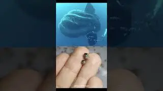 Ocean Sunfish: Baby vs. Absolute Unit! 🤯 [lnqurdsqzr1g1.jpeg]