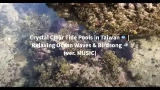 🌊 Crystal Clear Tide Pools in Taiwan 🐟 | Relaxing Ocean Waves & Birdsong 🐦(ver. MUSIC)