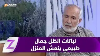 النباتات المنزلية.. بين طاقتها بتحمل القليل من الضوء ومنحها الكثير من الجمال للمكان