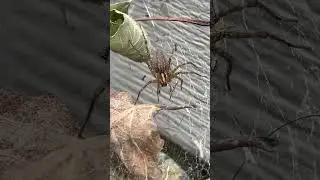 Grass spider with blue eyes 👀 #naturecore #spider #backyardwildlife