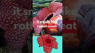 Rafflesia The Giant Stinky Flower!