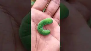 the most beautiful insects in the real world #insects #anyuniqueanimals #caterpillar #acapella