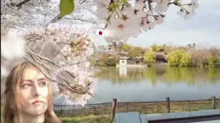The Best How to Hanami Guide | 🌸 Cherishing the Cherry Blossom & Day Drinking 🇯🇵