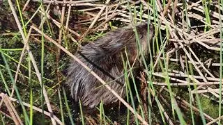 Muskrat at Ile Bizard Park