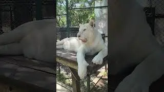 White Tiger ready to bite my head off 🤫