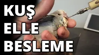 Muhabbet Kuşu Elle Besleme Şırınga Enjektör Besleme