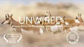 UNWIRED | Making Space for Pronghorn in Wyoming's Red Desert
