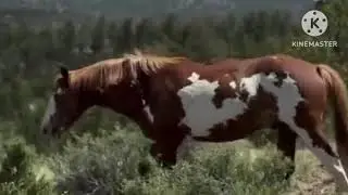 Viral horse 🐎🐴 _ beautiful horse breeding #horseriding #horse 