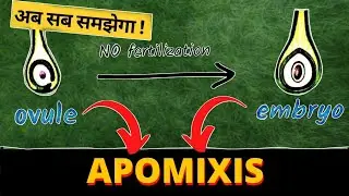 Apomixis Explained in Hindi 🌱 | Apospory और Apogamy | Class 12 Biology Reproduction Chapter