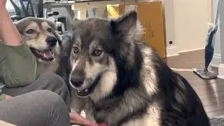 Native American Indian Dog - Sassy yet Pretty