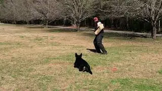 Joli vom Mack-Zwinger IGP3 KKL