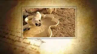 Pippa the Pug In the Pool
