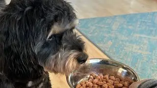 When Dog Doesn't Eat Food, Try This Trick