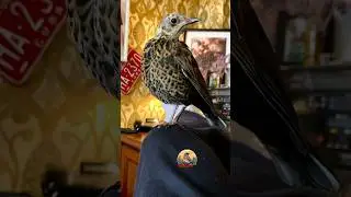 Дрозд рябинник узнал что его снимает скрытая камера💕