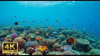 🌊 Underwater Paradise 4K &ndash; Beautiful Aquarium Fish with Relaxing Music for Sleep & Stress Relief