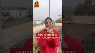 Tomato Care: The 3 MUST-DOs for BIGGER Fruits! 🍅🪴 (Tamatar Ki Dekhbhal)