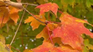 Ladybug amid autumn leaves. Cedar Creek Civil War Battlefield, Virginia.
