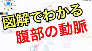 胸部と腹部の動脈を図解で解説
