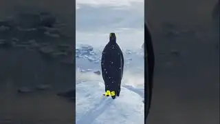 Ad&eacute;lie Penguins: Disappearing Fast! Why Antarctica Is Changing #shorts