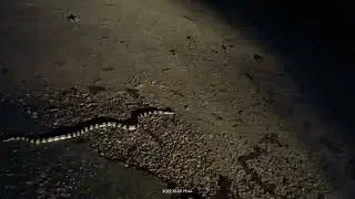 snake movement night time